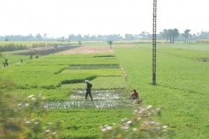 Farming in Egypt today JB